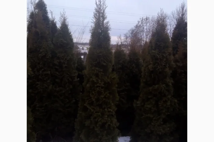 Продам туї оптом- фото № 1