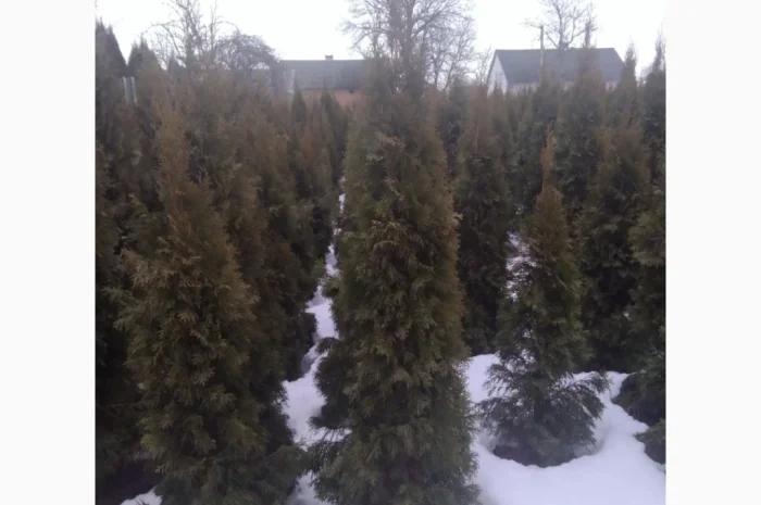 Продам туї оптом- фото № 2