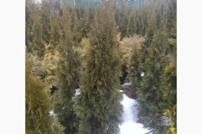 Продам туї оптом- фото № 3