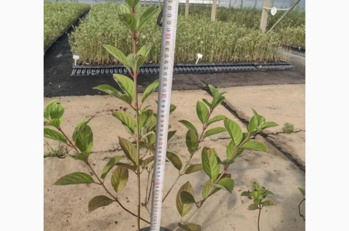 Саженцы гортензии оптом- фото № 1