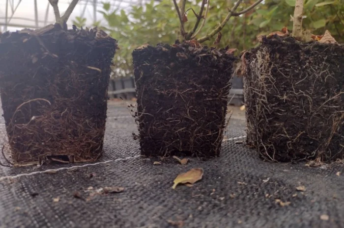 Саженцы гортензии оптом- фото № 10