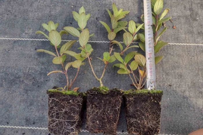 Саженцы гортензии оптом- фото № 11