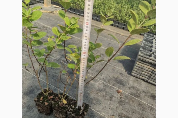 Саженцы гортензии оптом- фото № 12