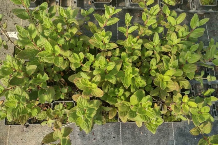 Саженцы гортензии оптом- фото № 13