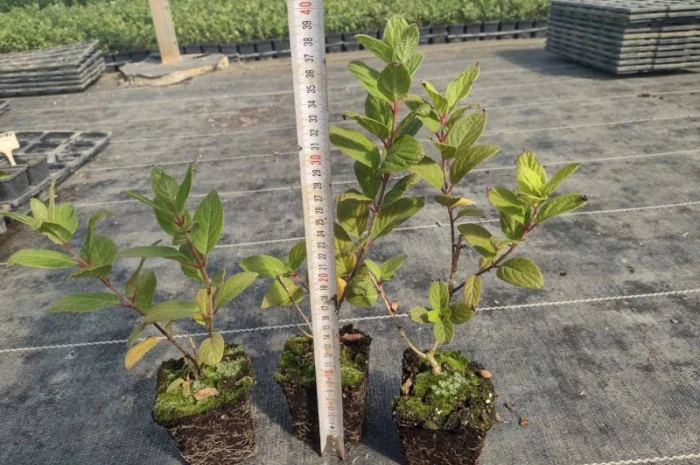 Саженцы гортензии оптом- фото № 2