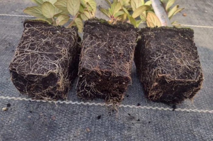 Саженцы гортензии оптом- фото № 3