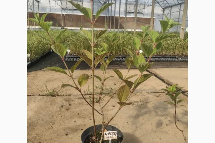 Саженцы гортензии оптом- фото № 4