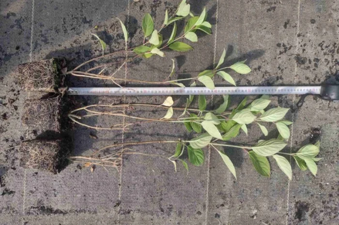 Саженцы гортензии оптом- фото № 5