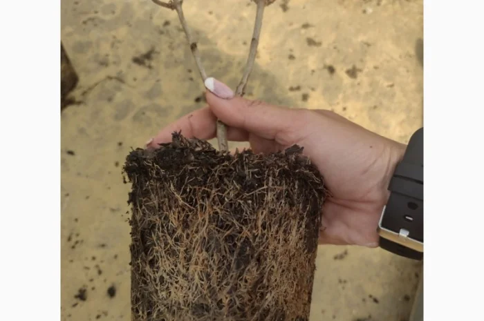 Саженцы гортензии оптом- фото № 6