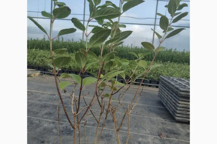 Саженцы гортензии оптом- фото № 7