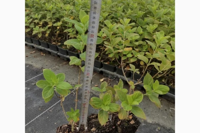 Саженцы гортензии оптом- фото № 8