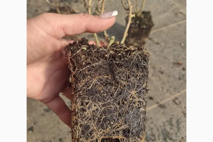 Саженцы гортензии оптом- фото № 9