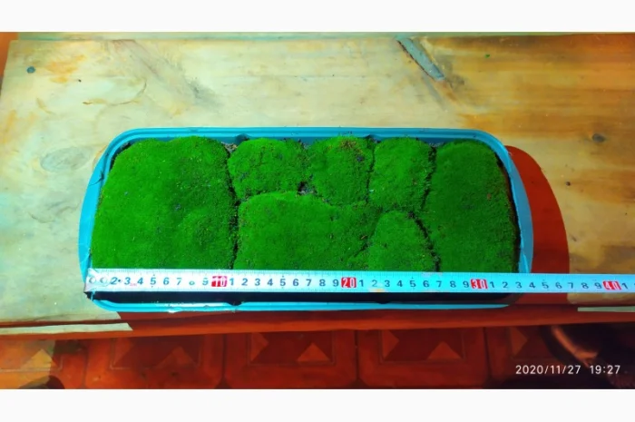 Свежий мох кочка для сада и дома- фото № 1