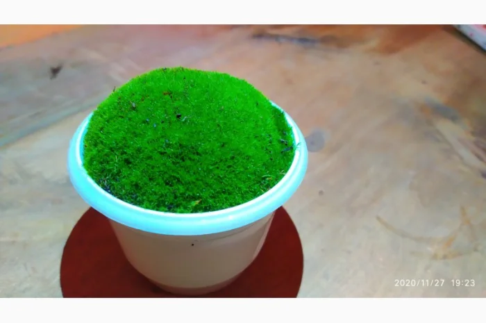 Свежий мох кочка для сада и дома- фото № 2