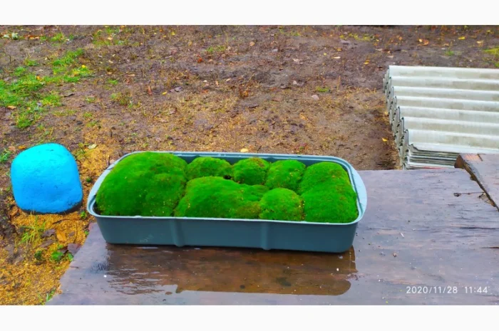 Свежий мох кочка для сада и дома- фото № 3