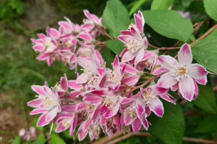 Дейція рожева- фото № 1