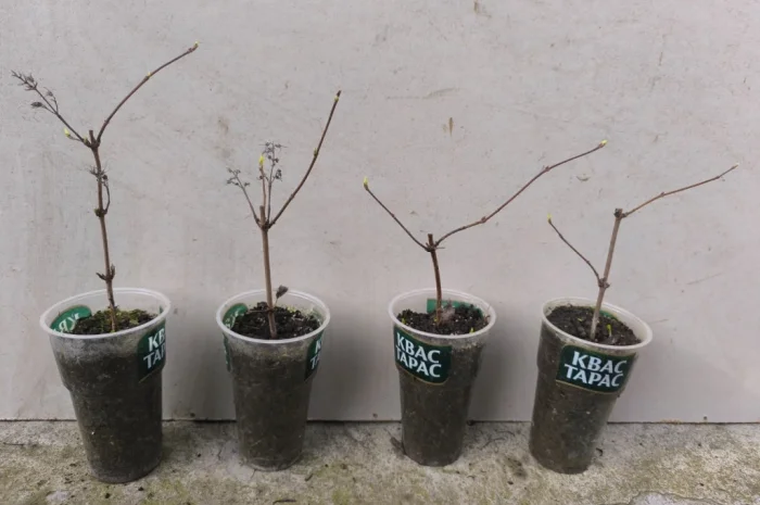 Дейція рожева- фото № 2