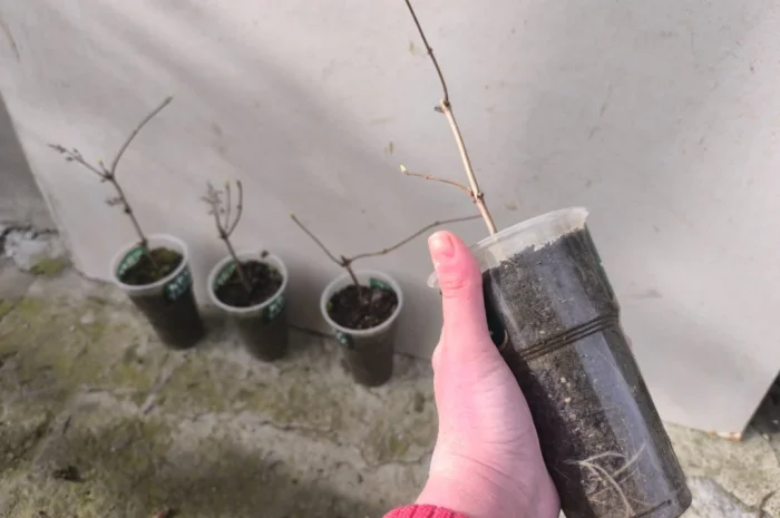 Дейція рожева- фото № 3