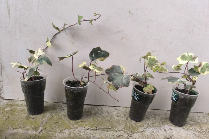 Плющ варієгатний- фото № 1