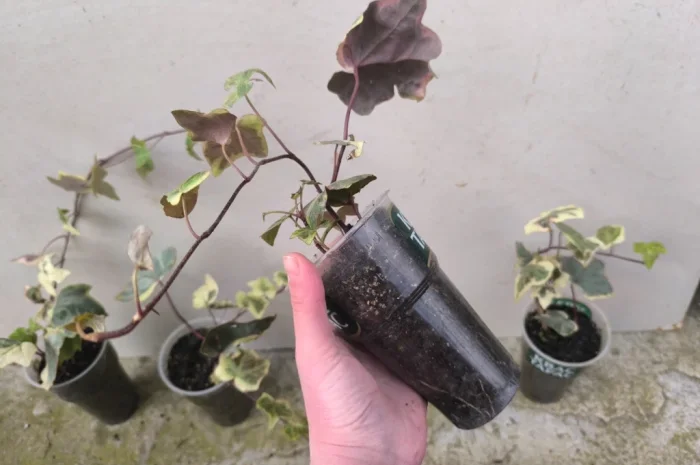 Плющ варієгатний- фото № 2