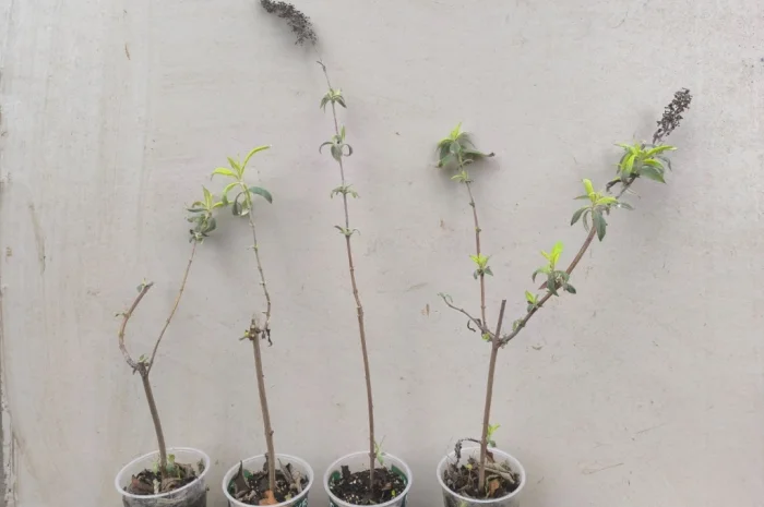 Будлея Давида- фото № 2