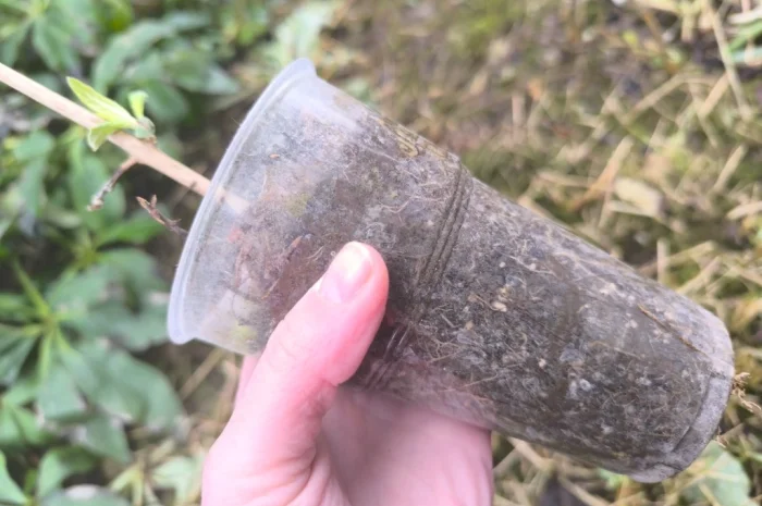 Будлея Давида- фото № 3