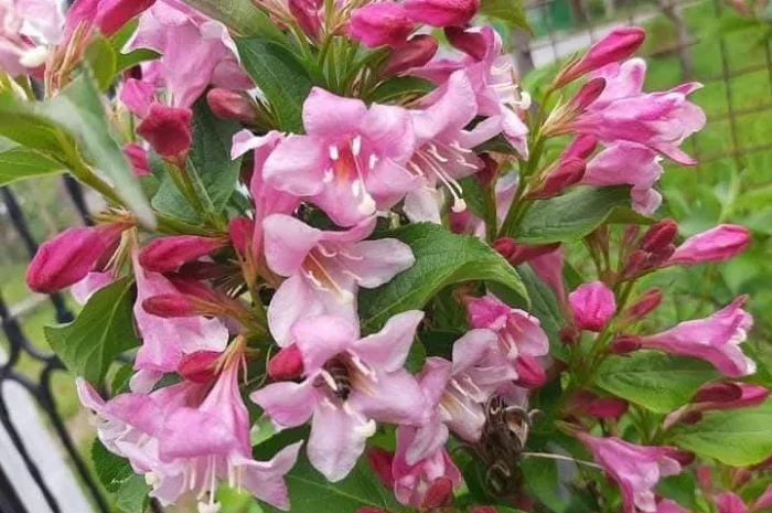 Вейгела- фото № 1