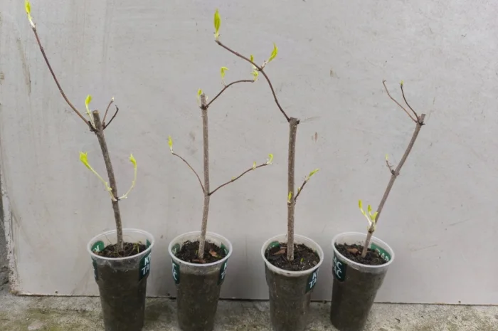 Вейгела- фото № 2