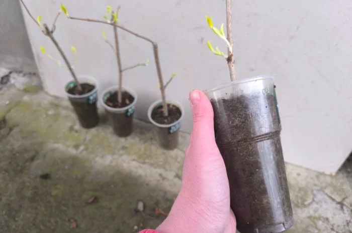 Вейгела- фото № 3