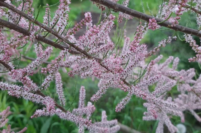 Тамарикс- фото № 1