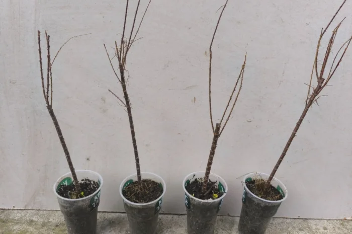 Тамарикс- фото № 2