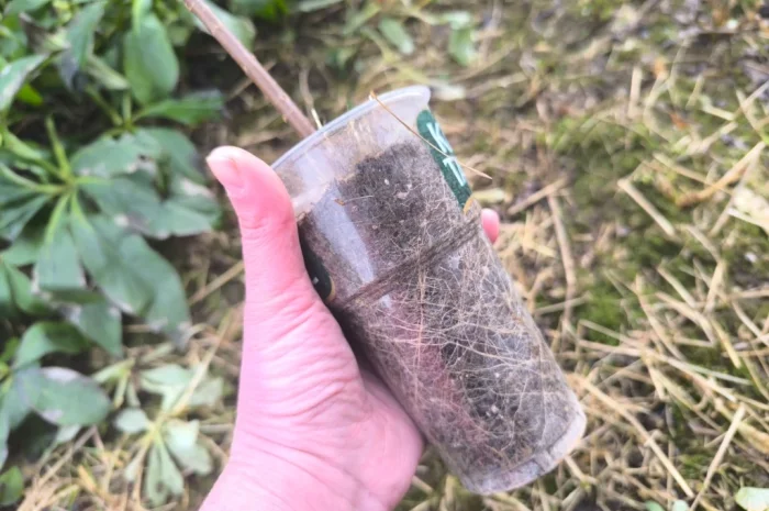 Тамарикс- фото № 3