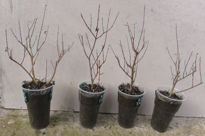 Декоративна верба пурпурова Нана- фото № 1