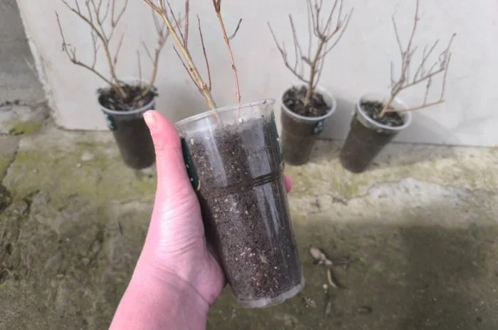 Декоративна верба пурпурова Нана- фото № 2