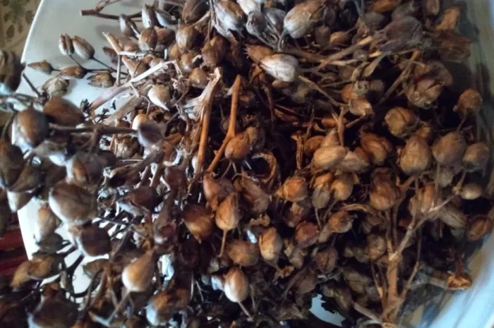 Семена махорки и табака- фото № 1