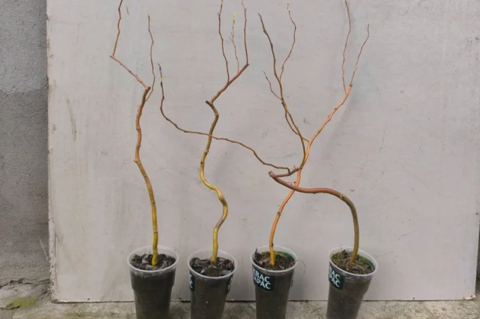 Декоративна верба Матсудана- фото № 1