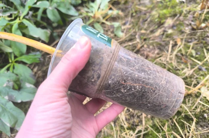 Декоративна верба Матсудана- фото № 2