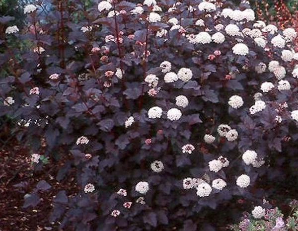 Пузыреплодник калинолистный Литл Девил 2- фото № 1