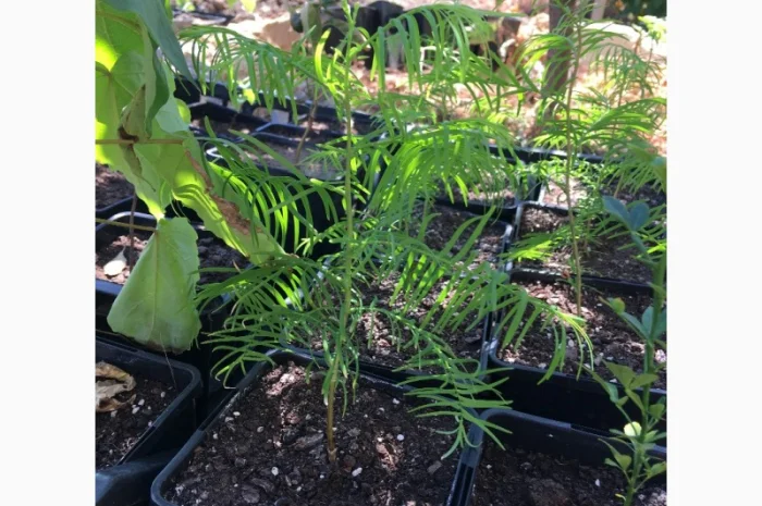 Пропонується метасеквойя – рідкісне реліктове дерево- фото № 1