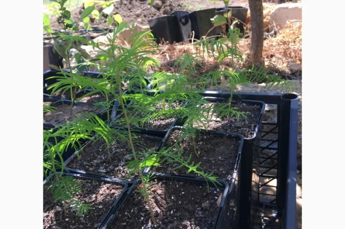 Пропонується метасеквойя – рідкісне реліктове дерево- фото № 2