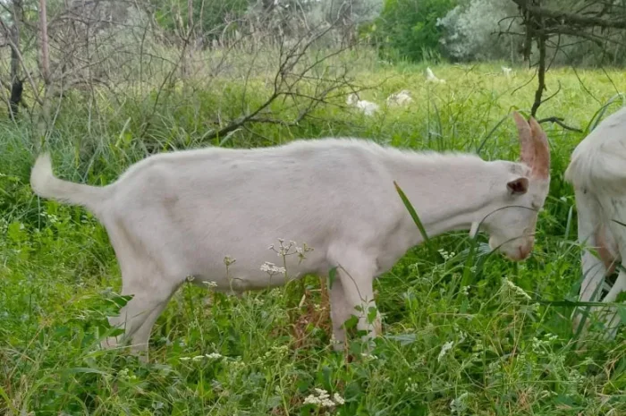 Коза,козел, мясо, живой вес- фото № 1