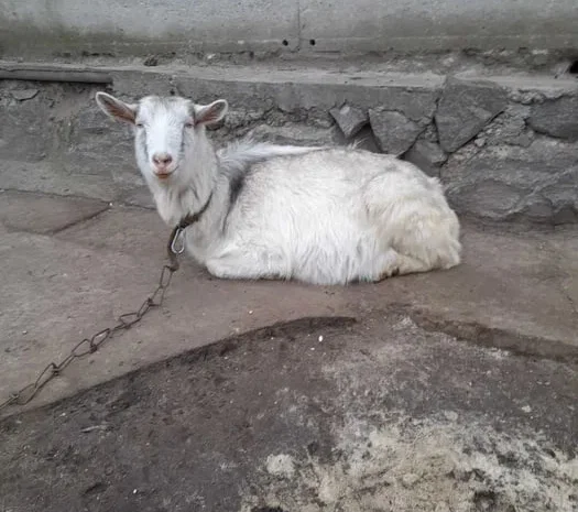 Продам котных коз, (35грн за кг живой вес)- фото № 1
