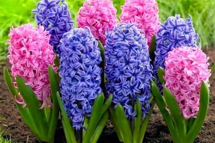 Гіацинти цибульки- фото № 1