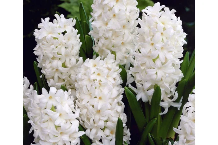 Гіацинти цибульки- фото № 3