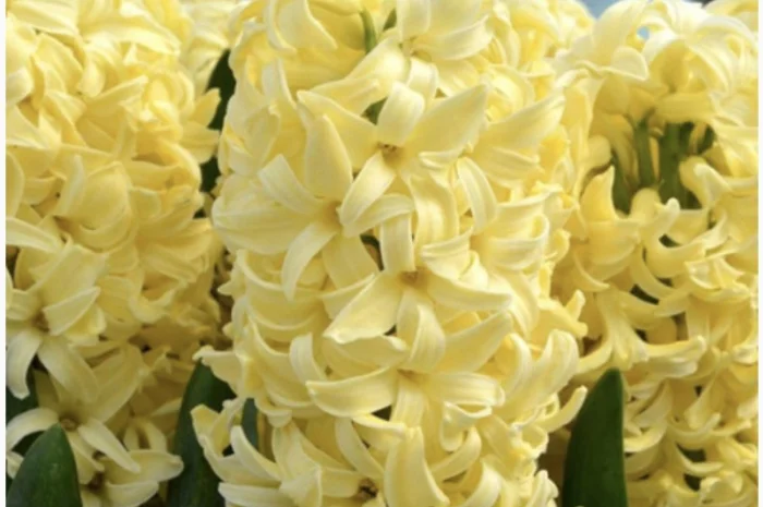 Гіацинти цибульки- фото № 4