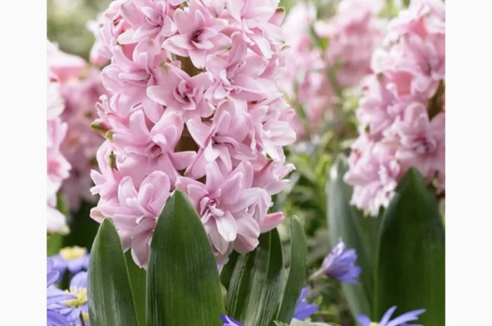 Гіацинти цибульки- фото № 5