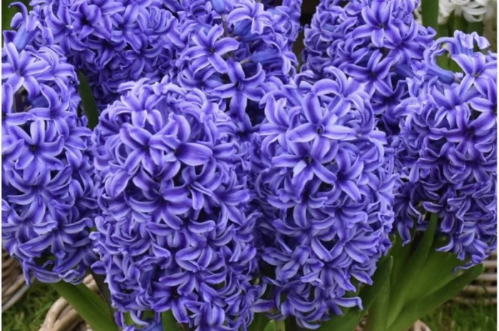 Гіацинти цибульки- фото № 6