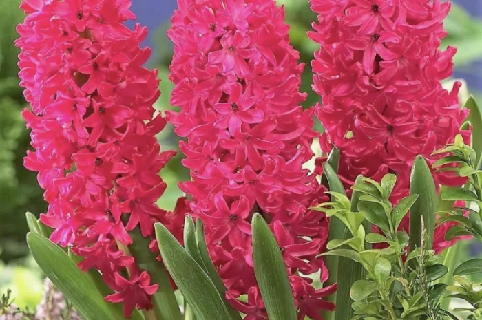 Гіацинти цибульки- фото № 7