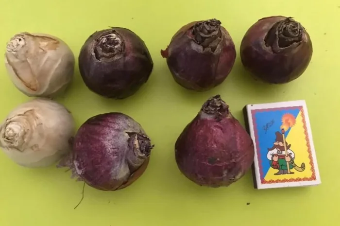 Гіацинти цибульки- фото № 2