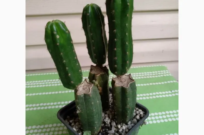 Продам Кактус Сан Педро ( San Pedro Trichocereus pachanoi Echinopsis pachanoi )- фото № 2